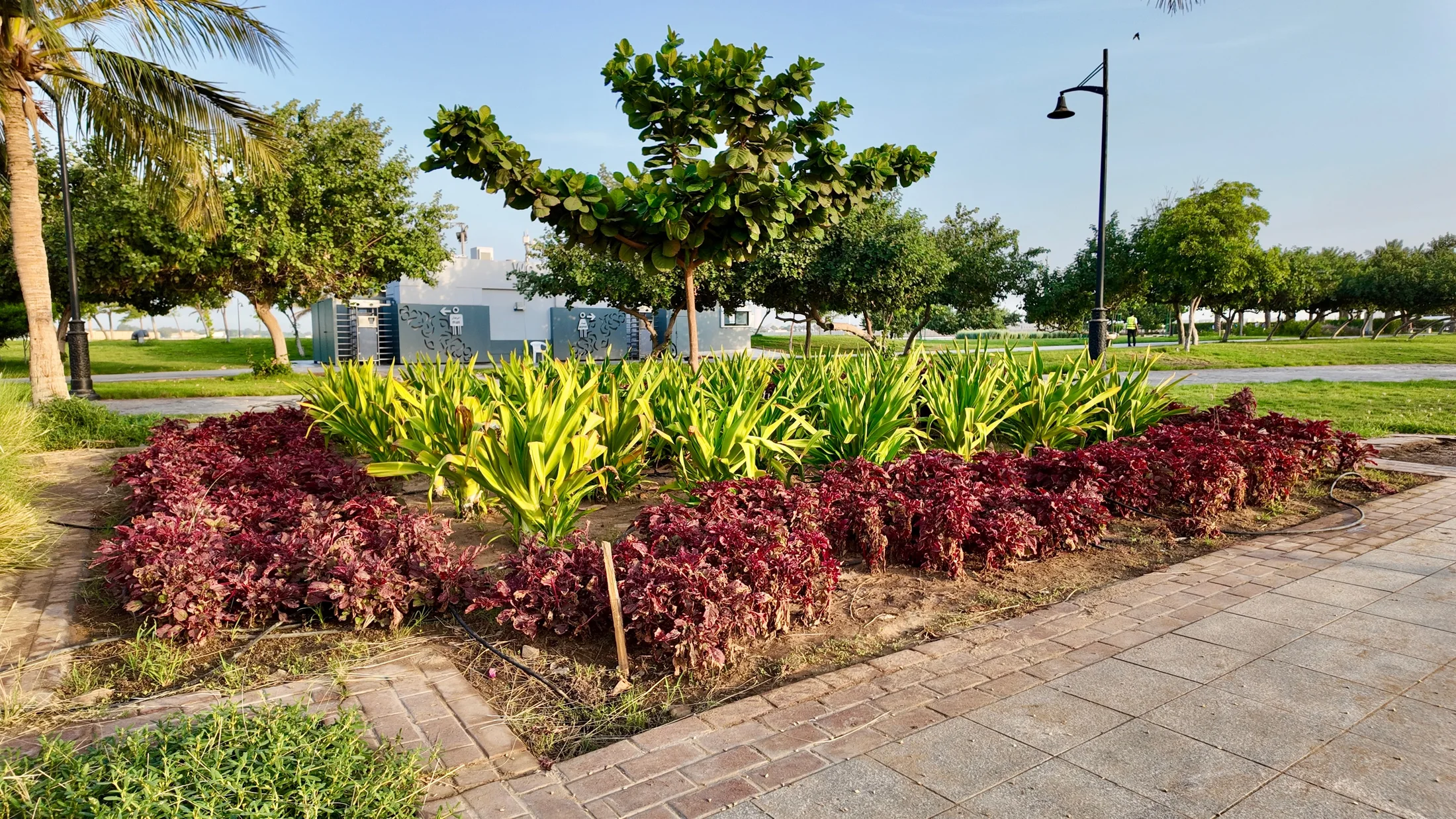 Recreation planting and pathways along the Middle Corniche