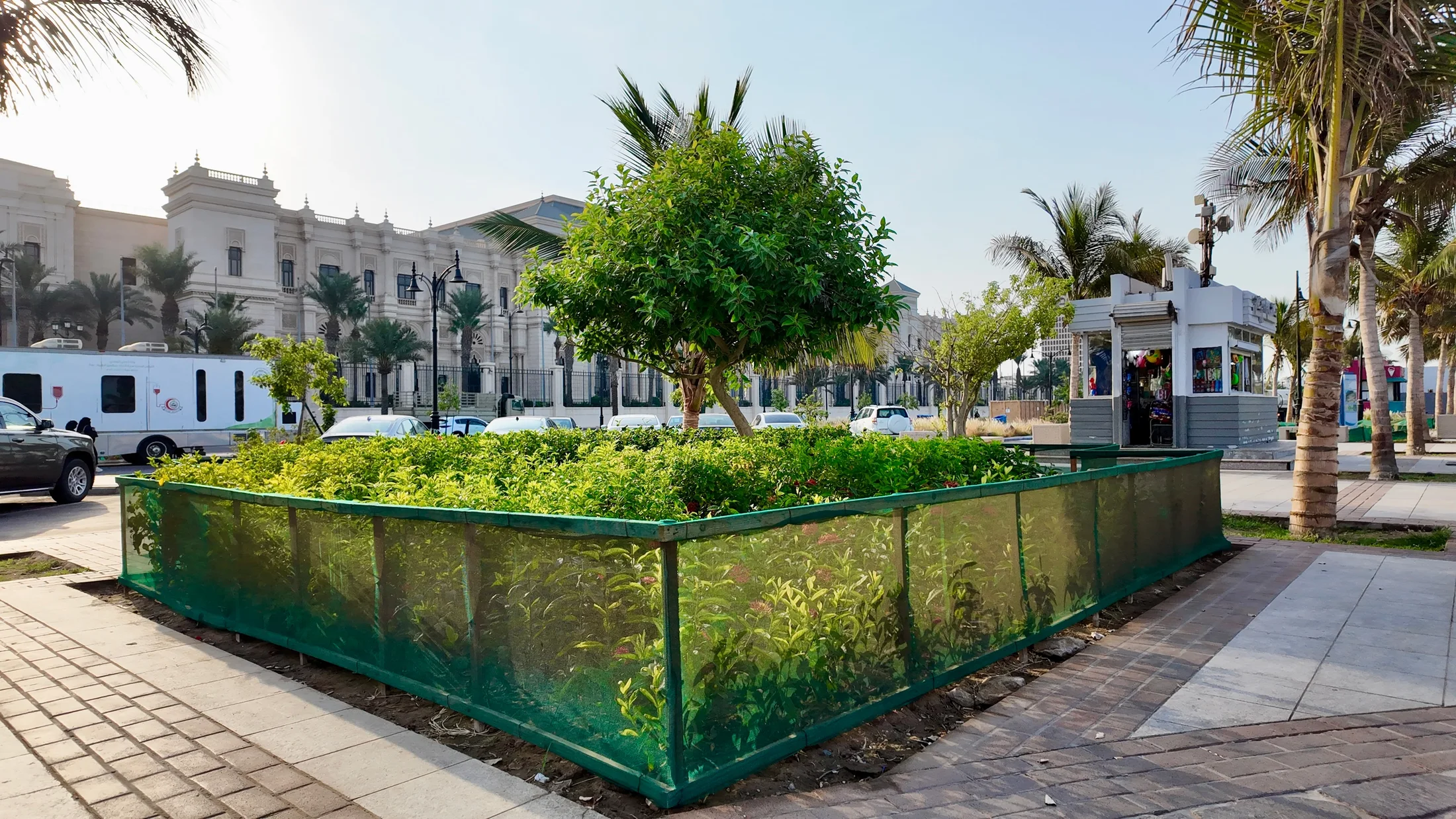 Recreation planting and pathways along the Middle Corniche